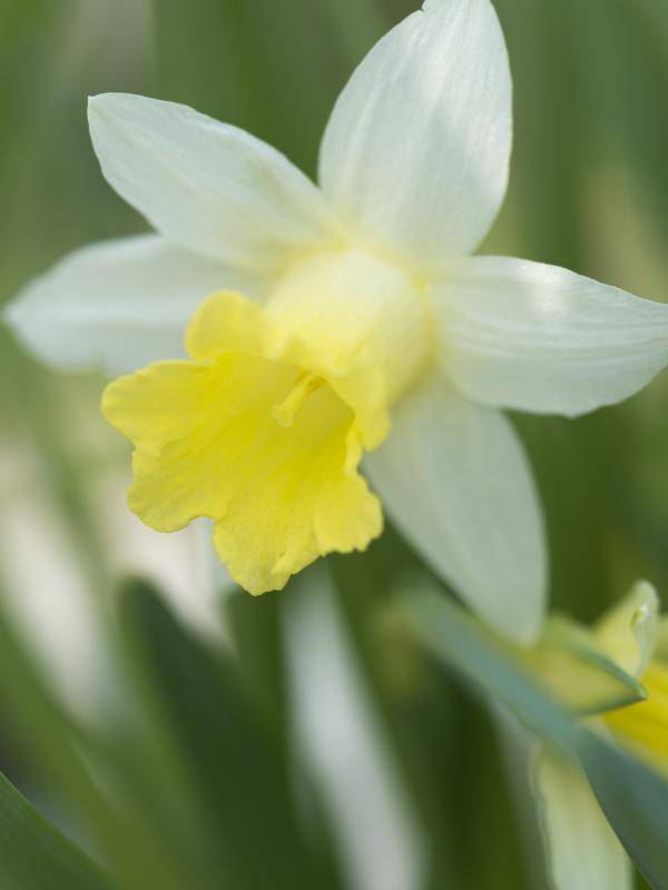 Narcis