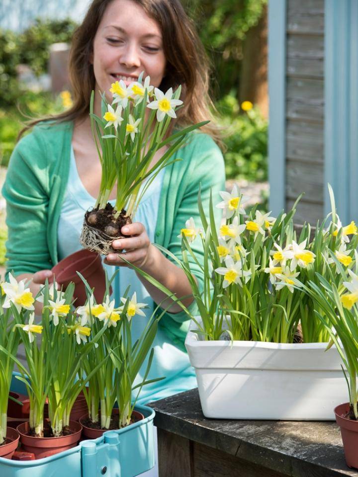 narcis-topolino-mooiwatplantendoen_0