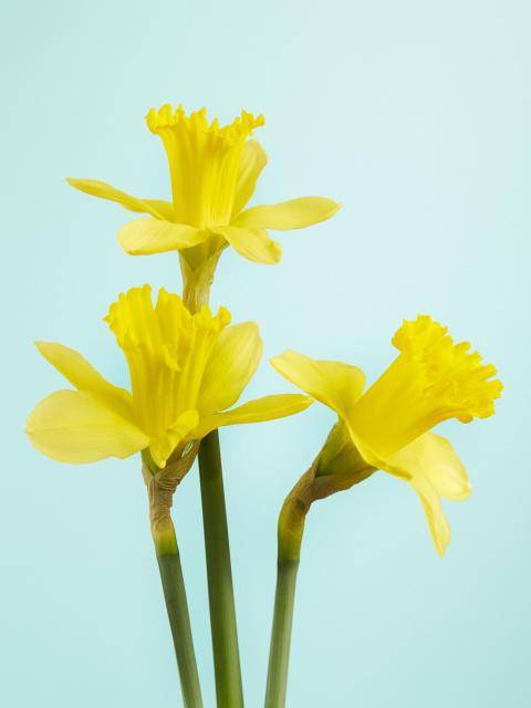 narcis