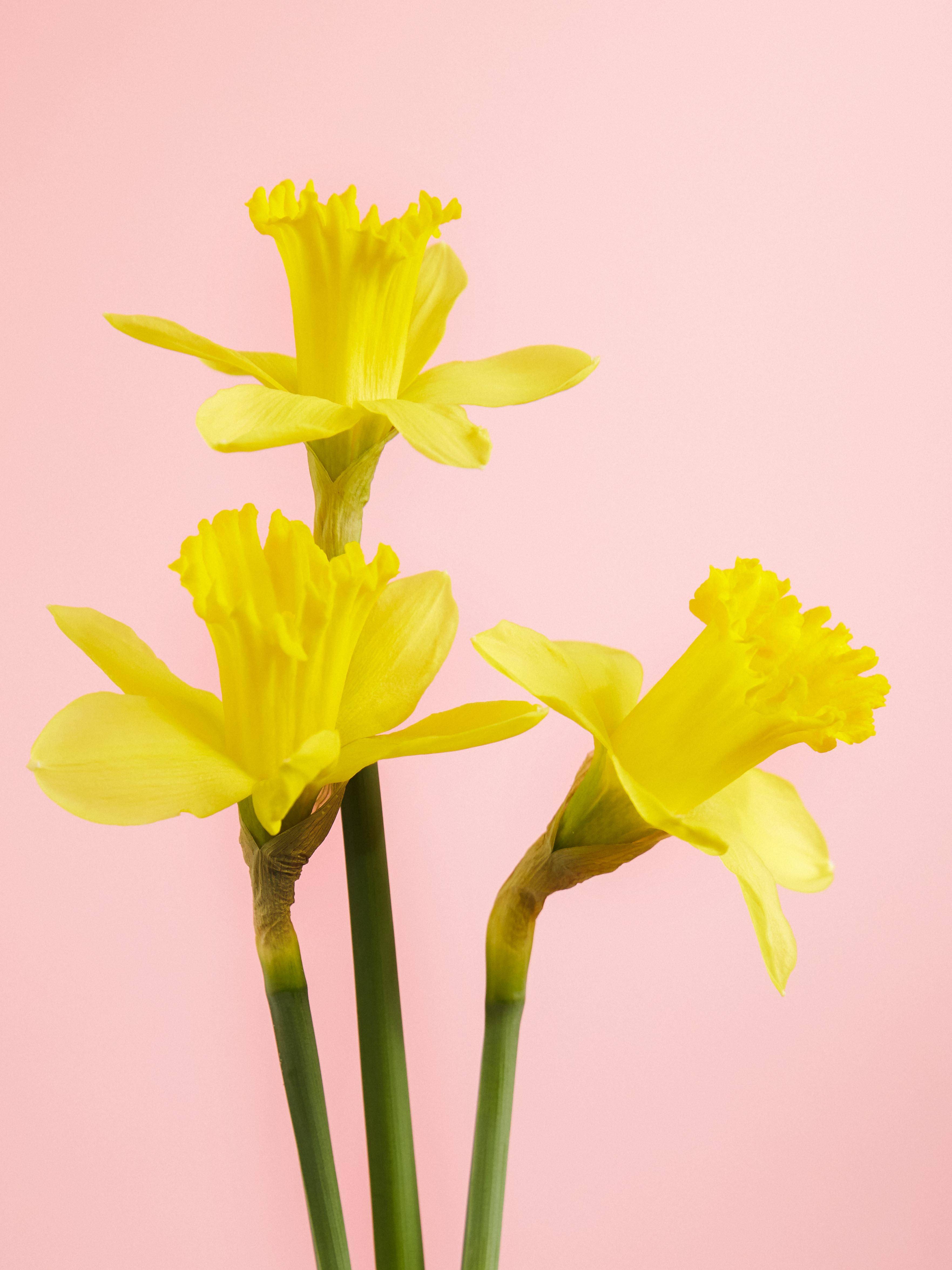 narcis