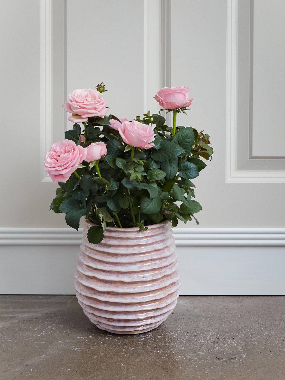 Roze Potroos in een pot in woonkamer omgeving