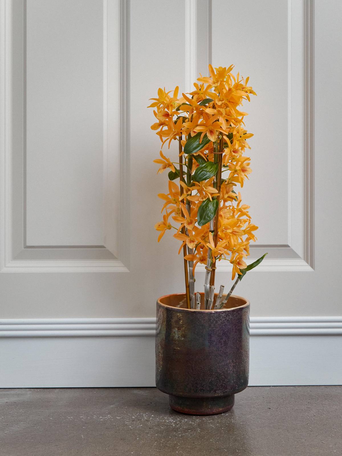 Oranje Dendrobium Orchidee