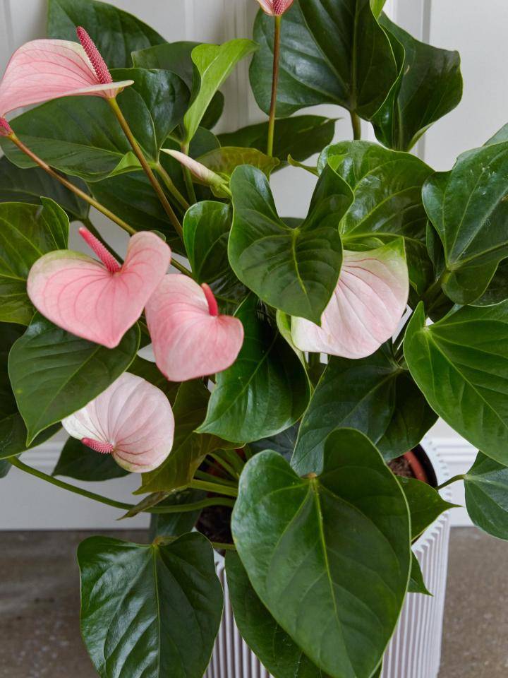 online_blooming_plants_20210022