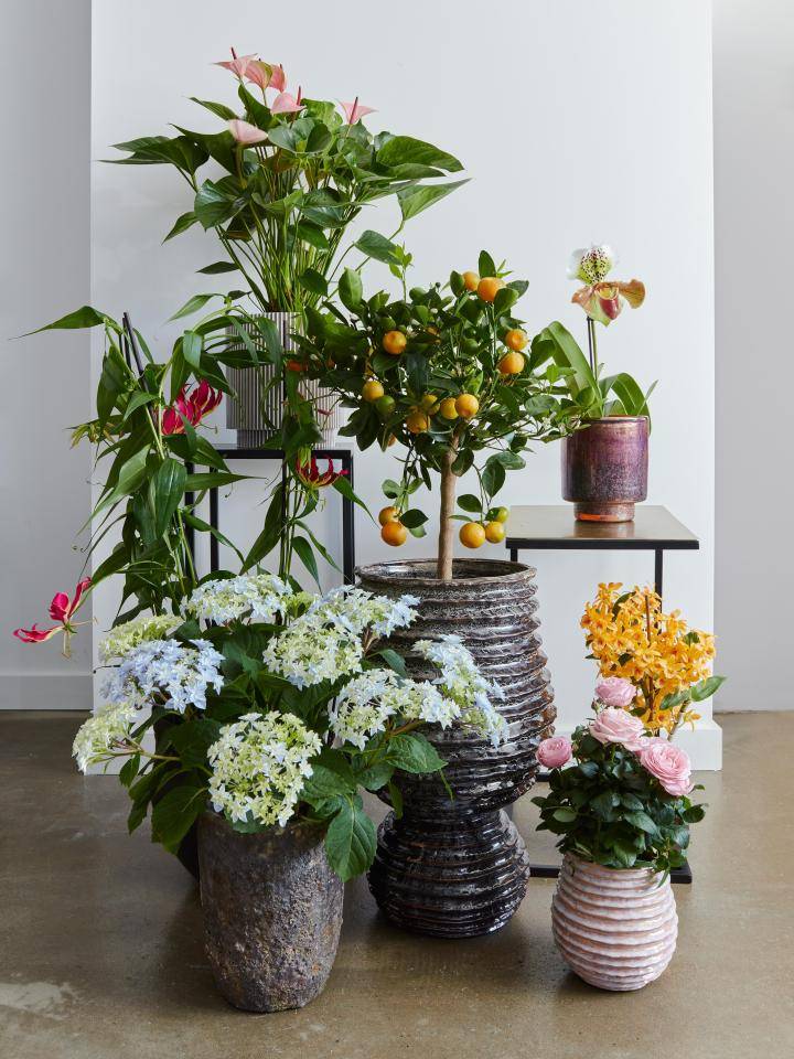 Planten