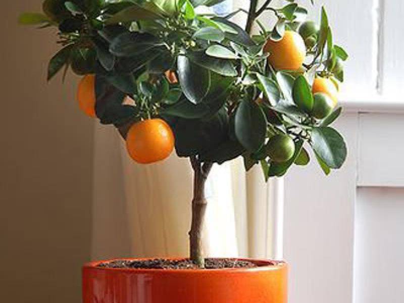 orange_blossom