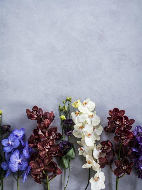 Orchidee