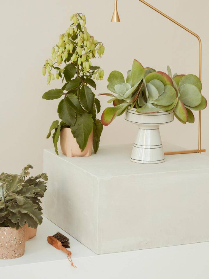 other kalanchoes