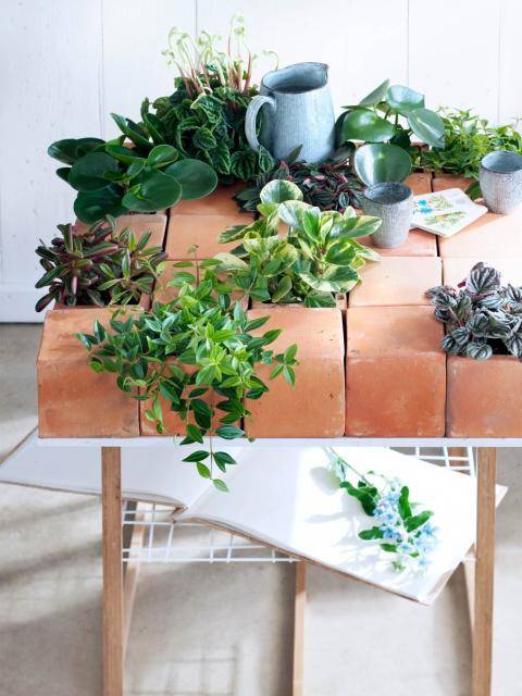 Peperomia