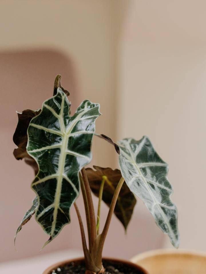 Alocasia Polly