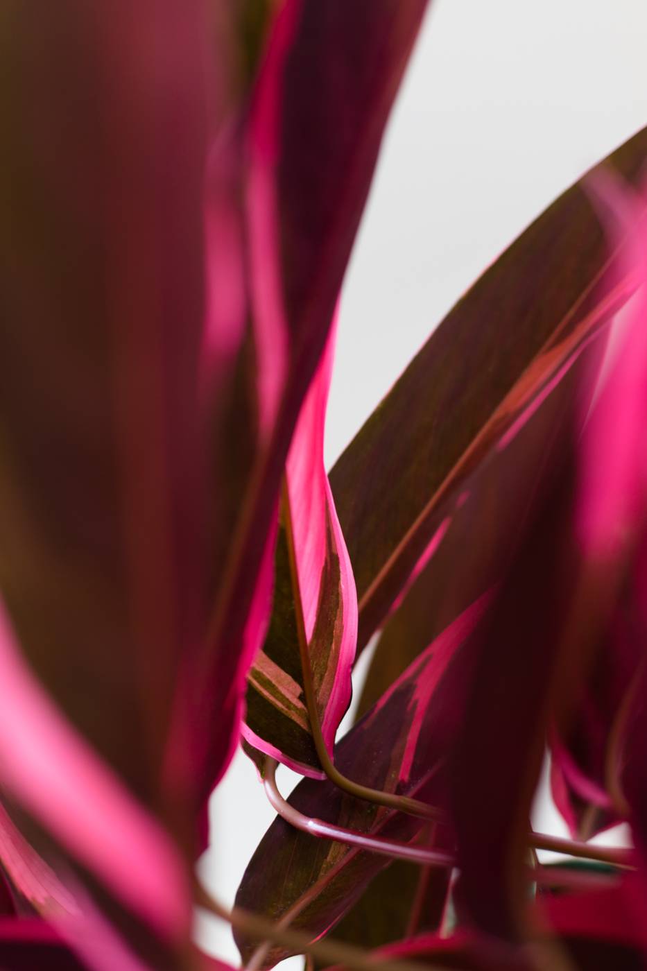 Roze plant