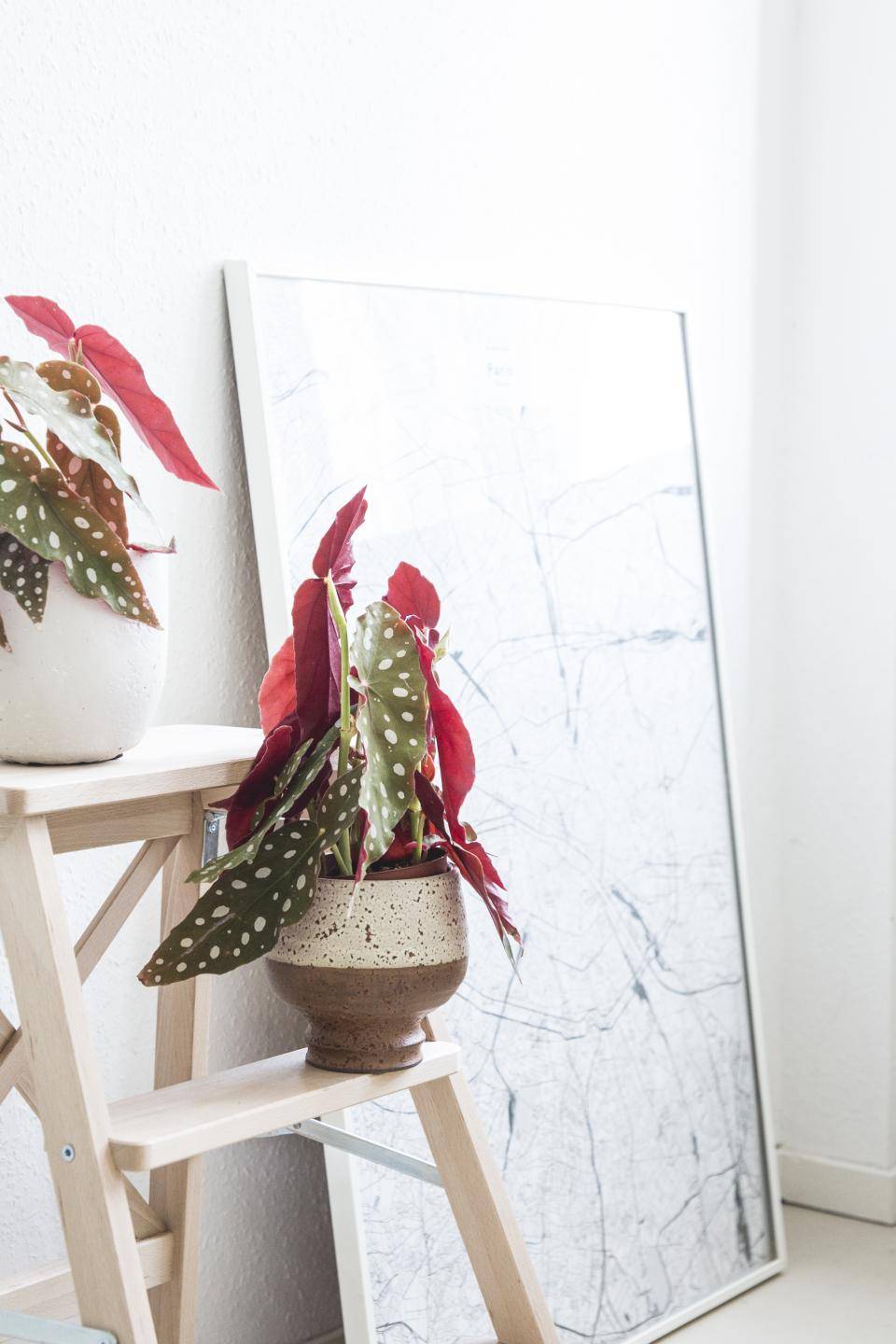 plant met spikkels