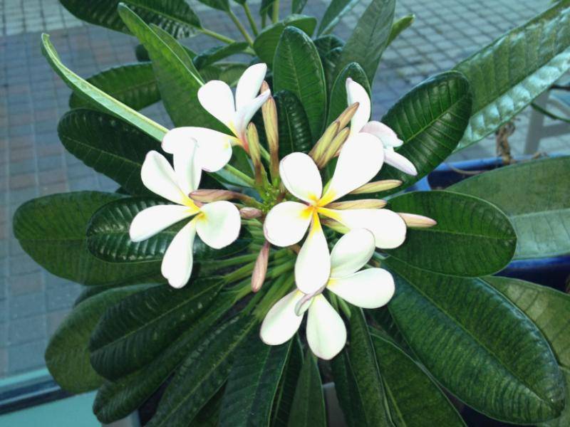 plumeria_1