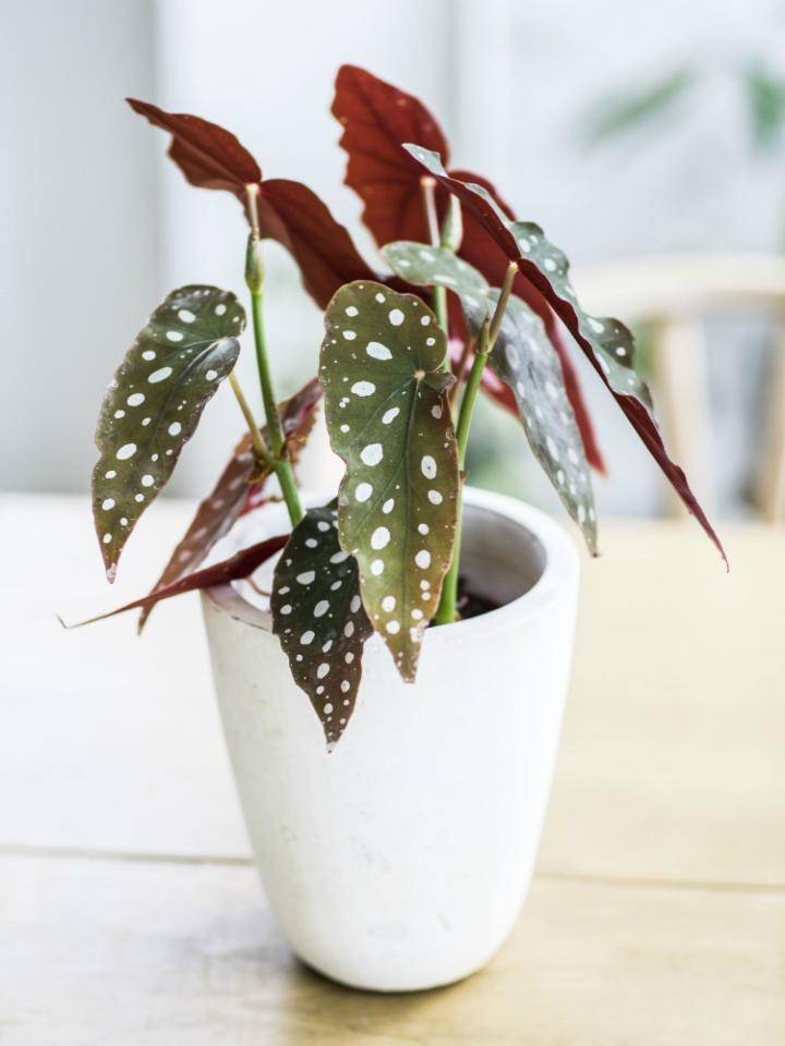Stippenbegonia