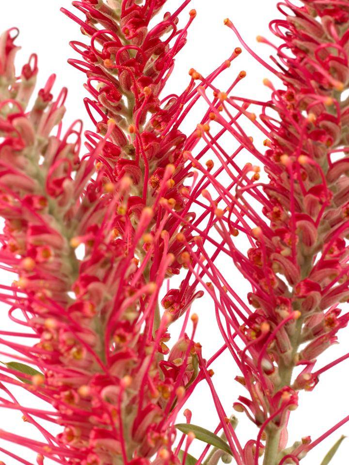 Grevillea
