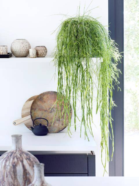 Rhipsalis
