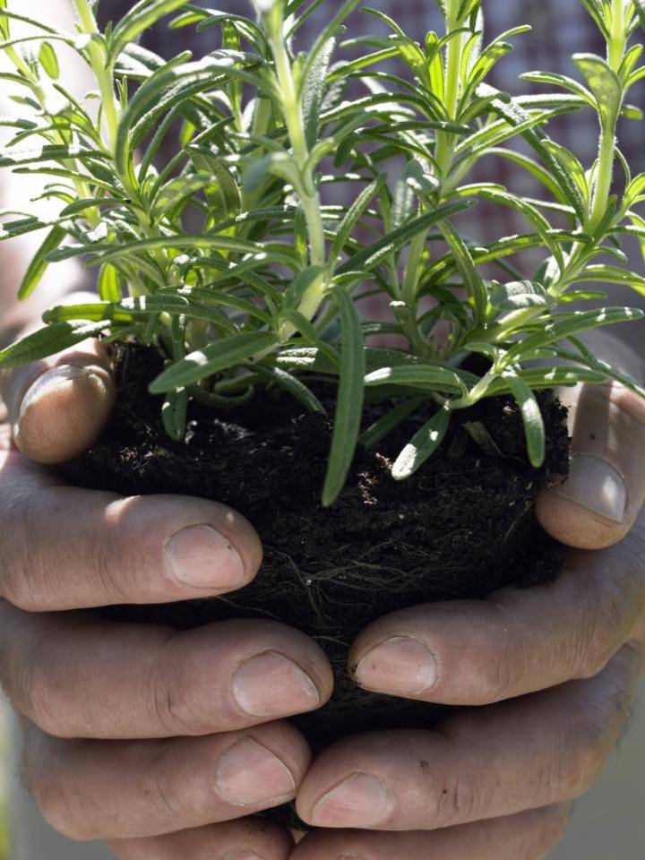 Handen houden een kleine plant met groene bladeren en wortels in aarde, klaar om te planten.