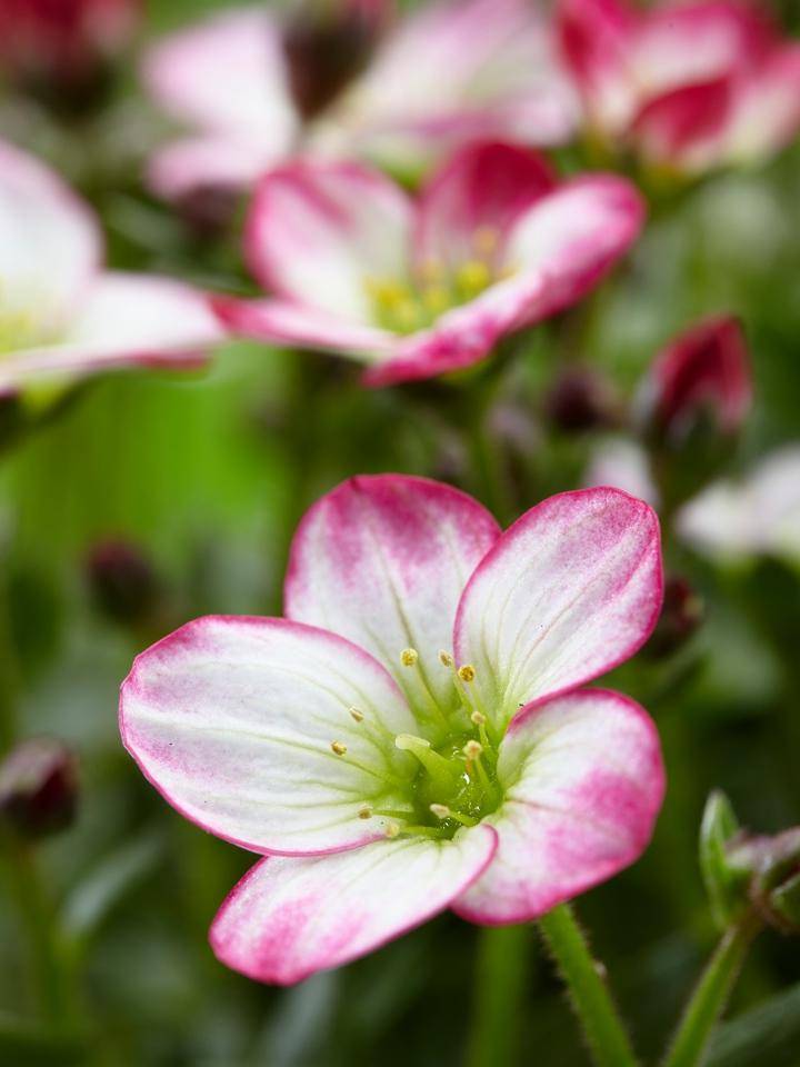 saxifraga