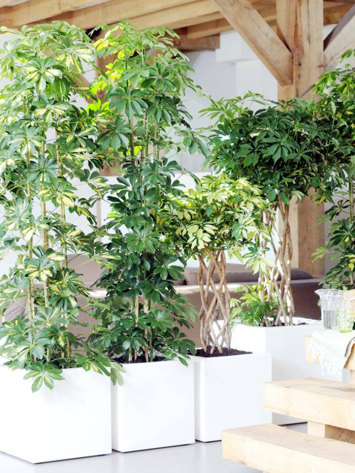 schefflera.2