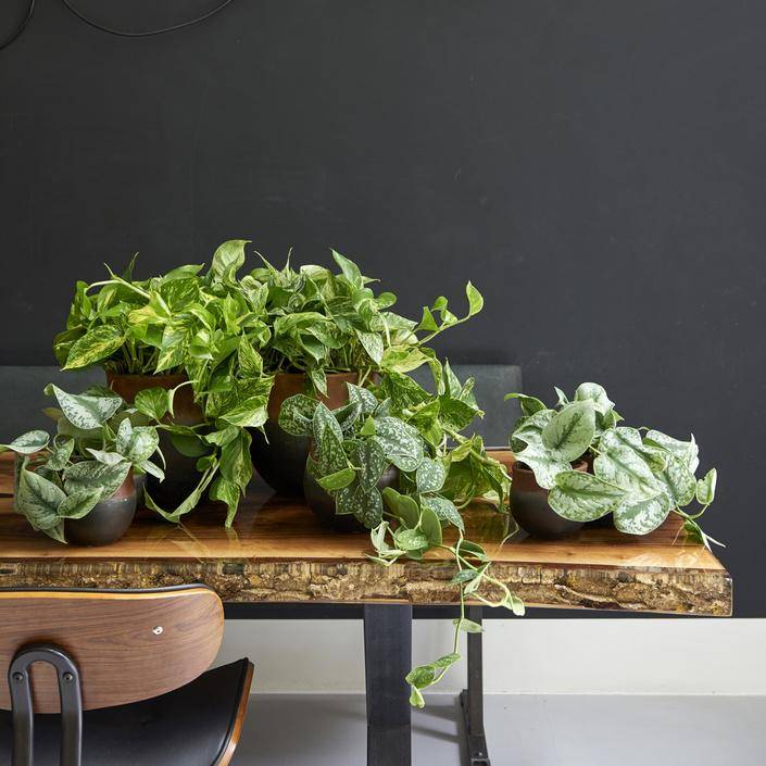 scindapsus_-_thejoyofplants.co_.uk_