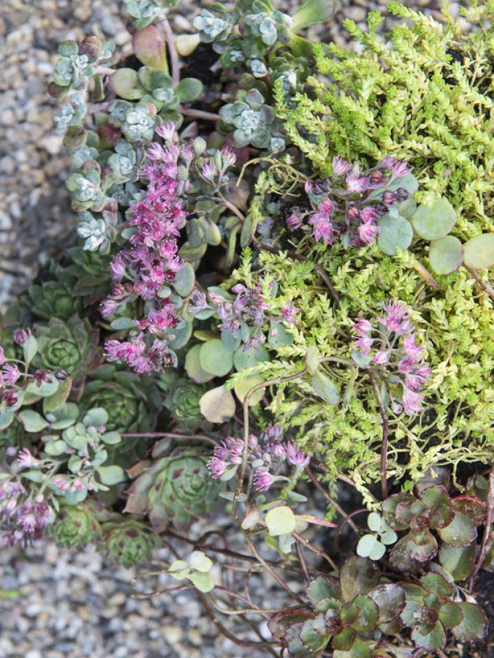 sedum-mooiwatplantendoen.nl__0