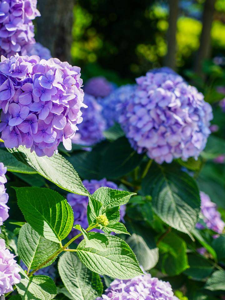 hortensia