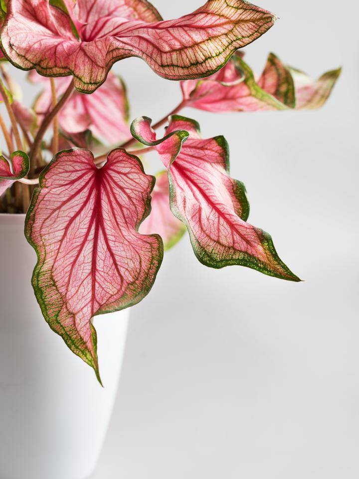 Caladium