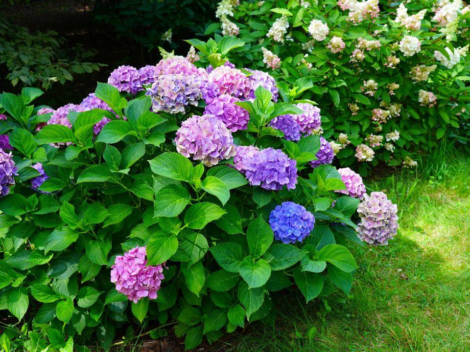 Hortensia
