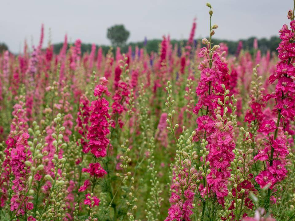 Delphinium