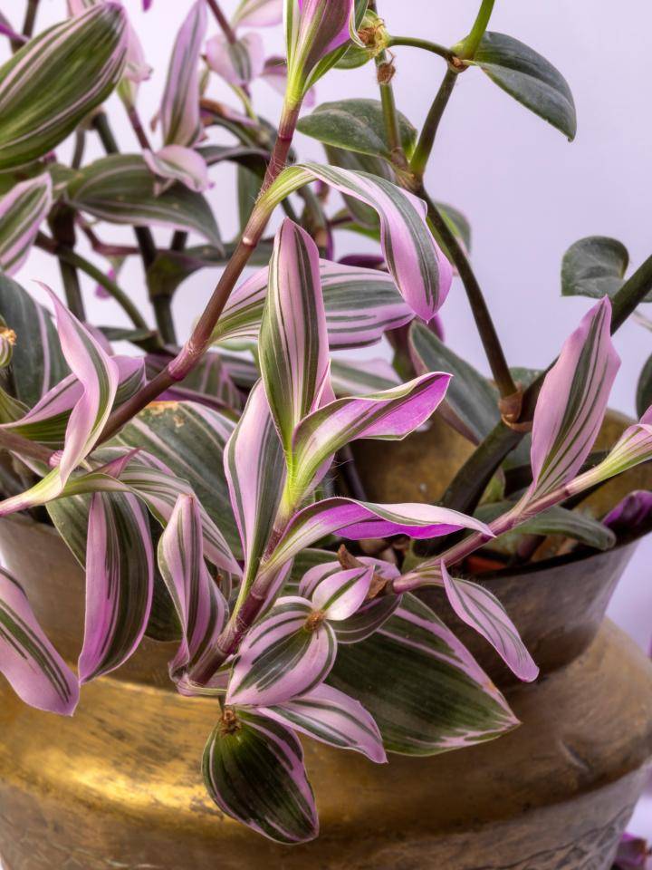 Tradescantia Zebrina