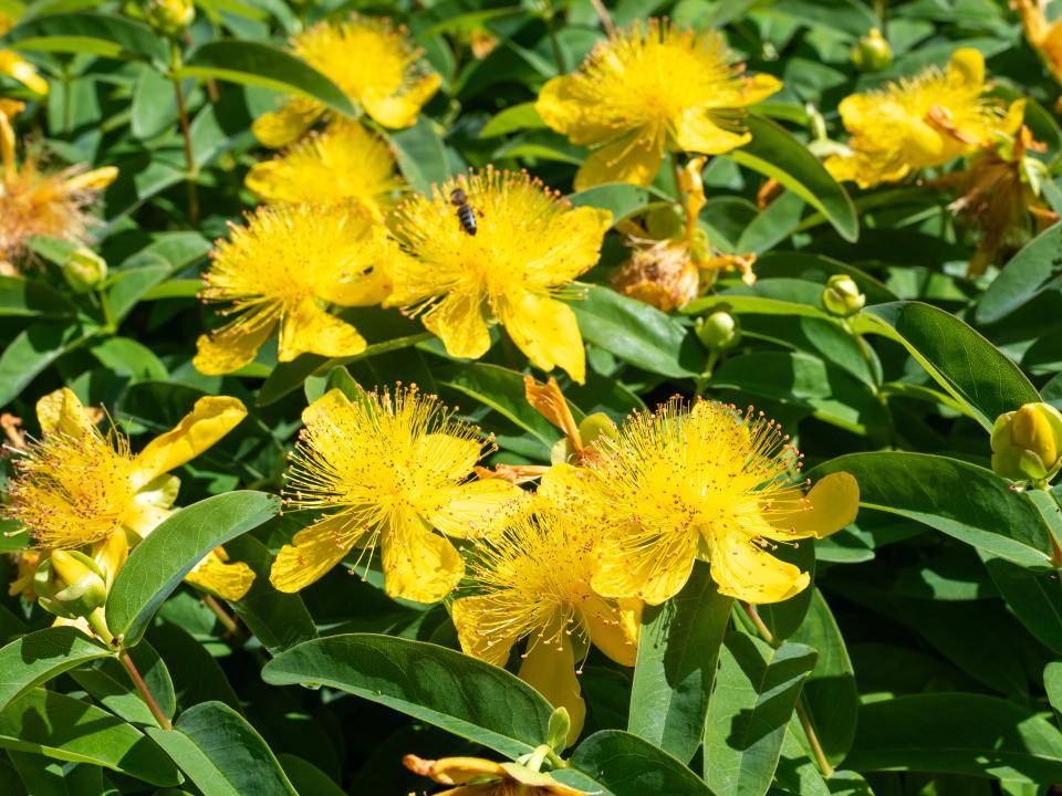 Hypericum