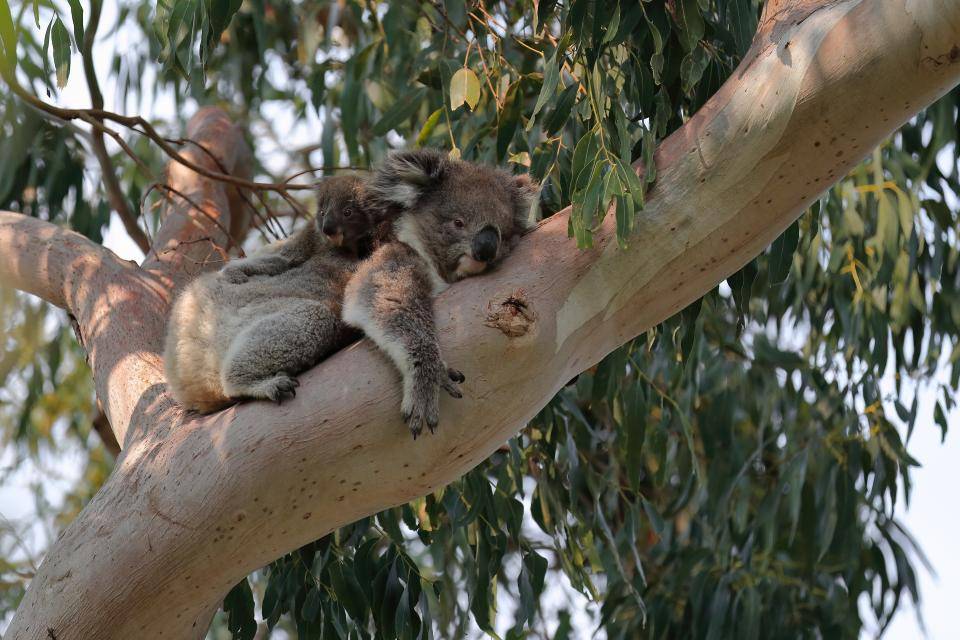 Eucalyptus