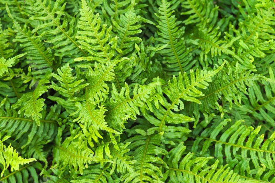shutterstock_2344078687