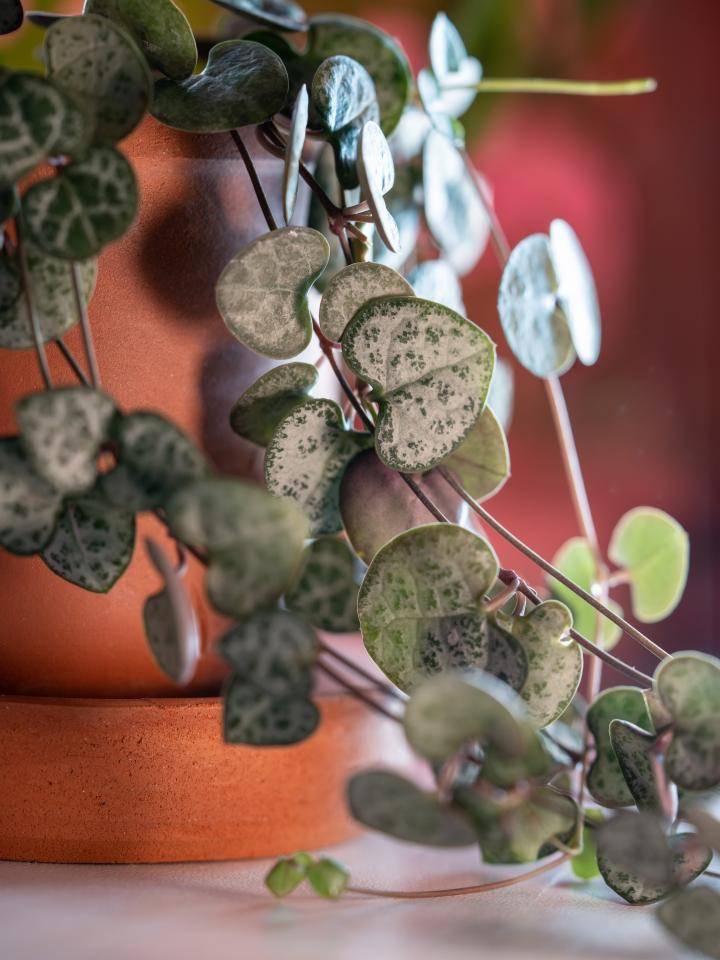 Chinese Lantaarnplant