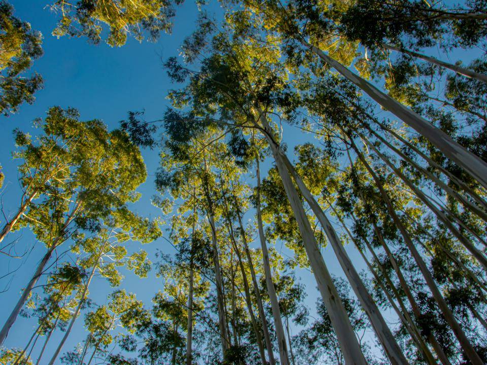 Eucalyptusboom