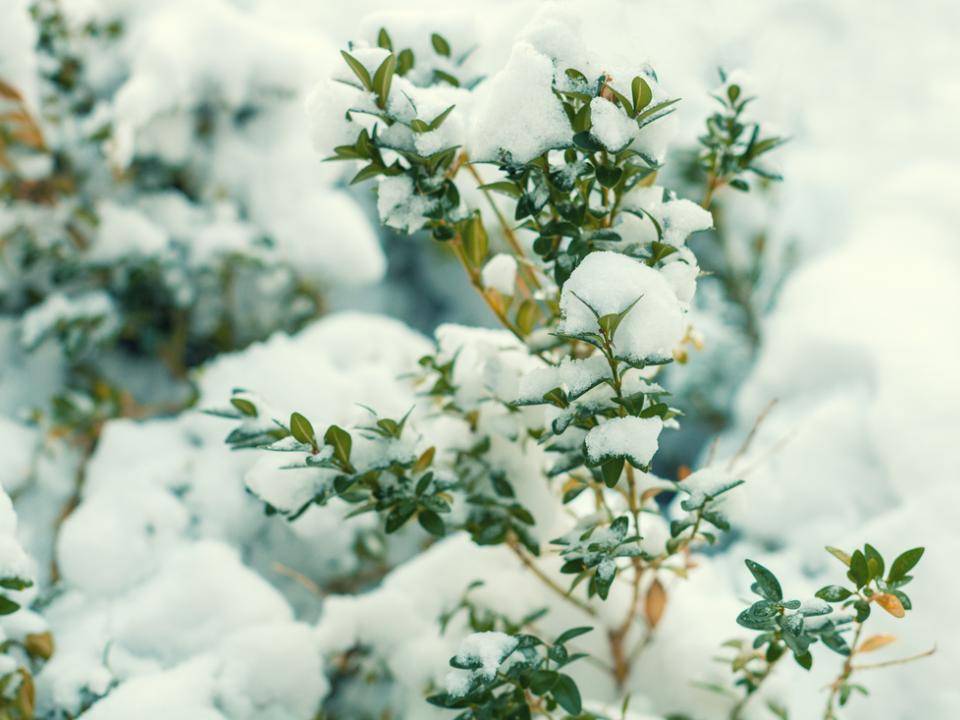 Sneeuw tuinplanten