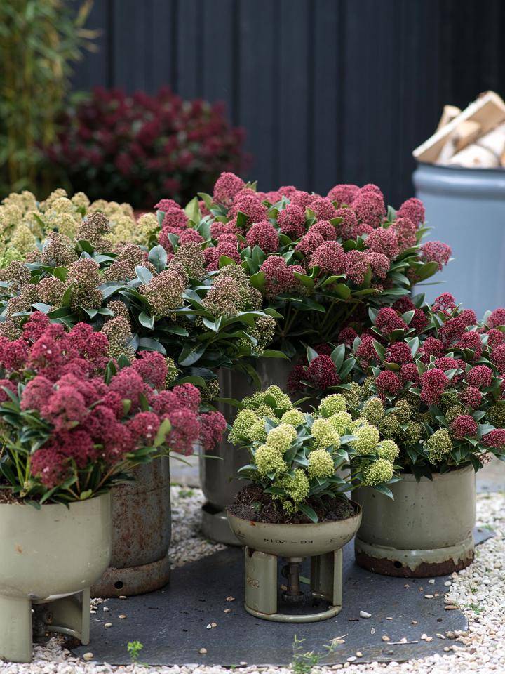 skimmia