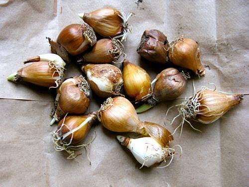 snowdrop-bulbs-nestandsparkle