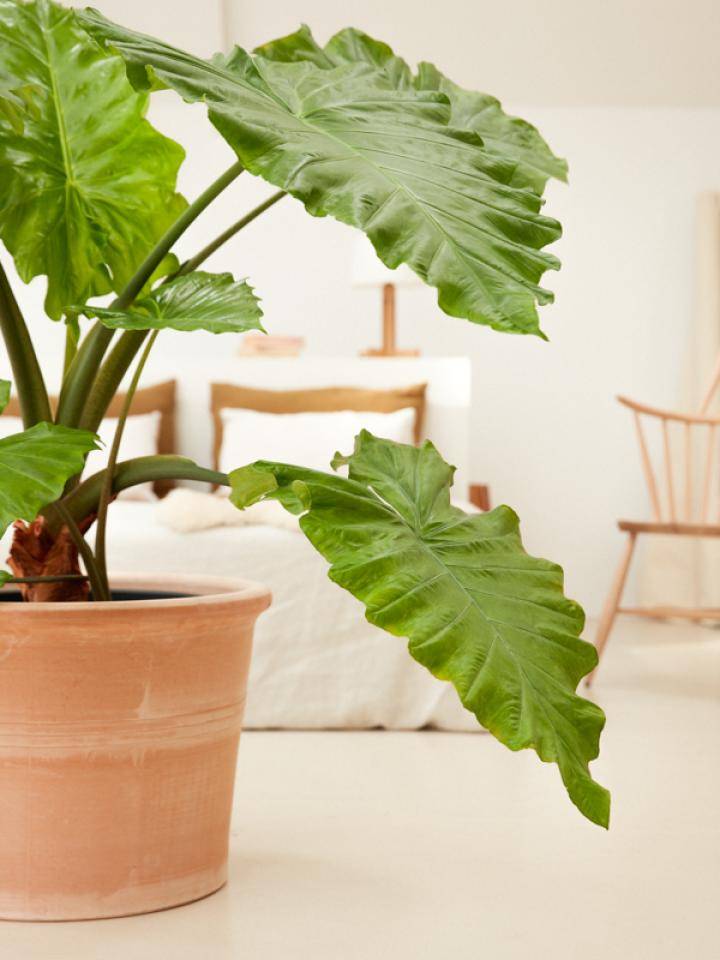 statement_bedroom_plantstaemnet_bedroom_plant1_2