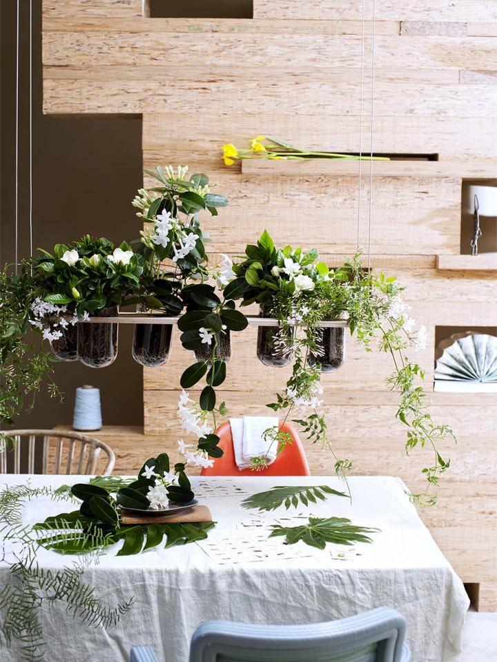 Stephanotis