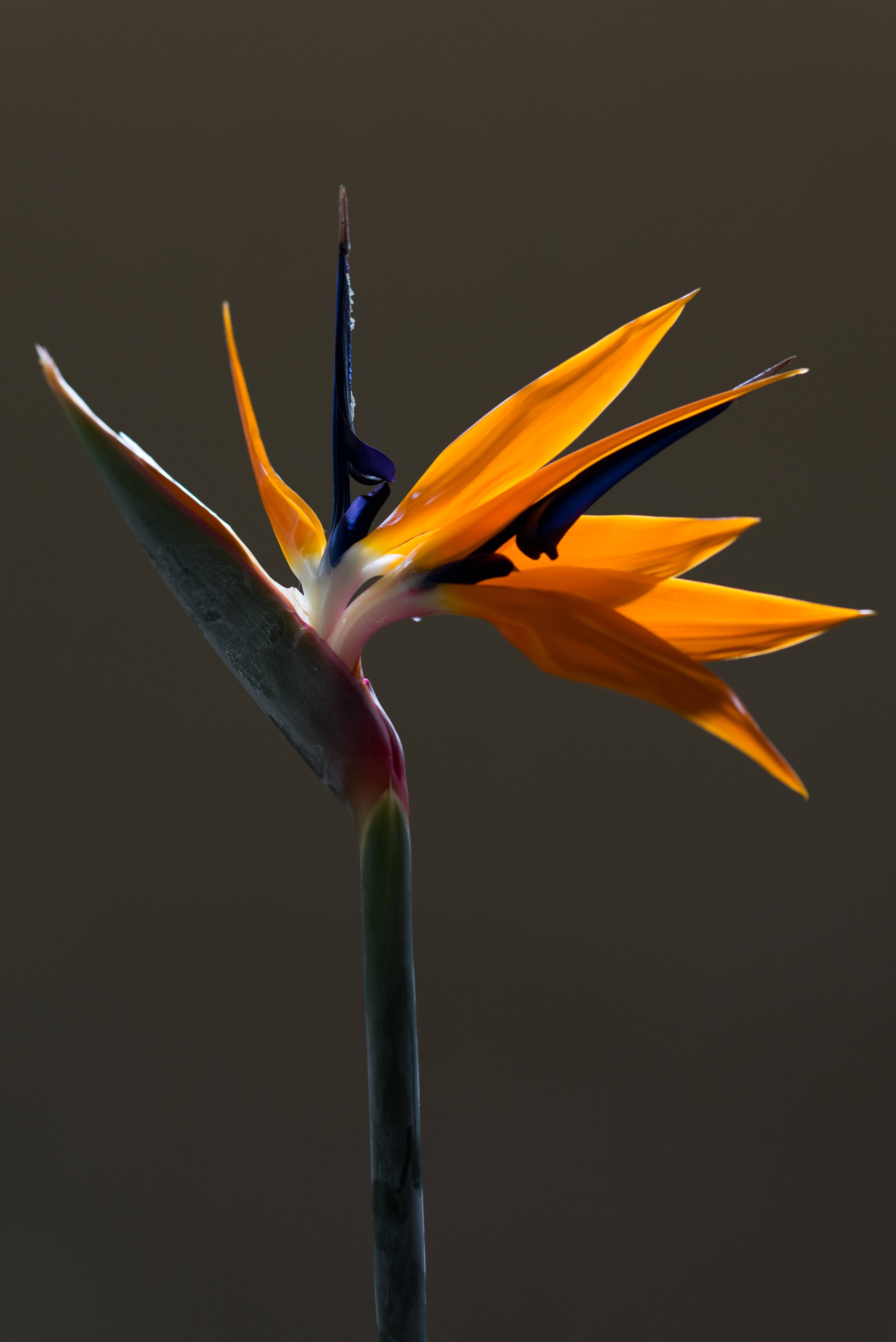 Strelitzia snijbloem op donkere achtergrond