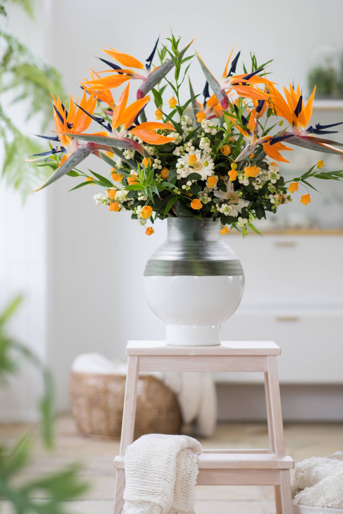 strelitzia