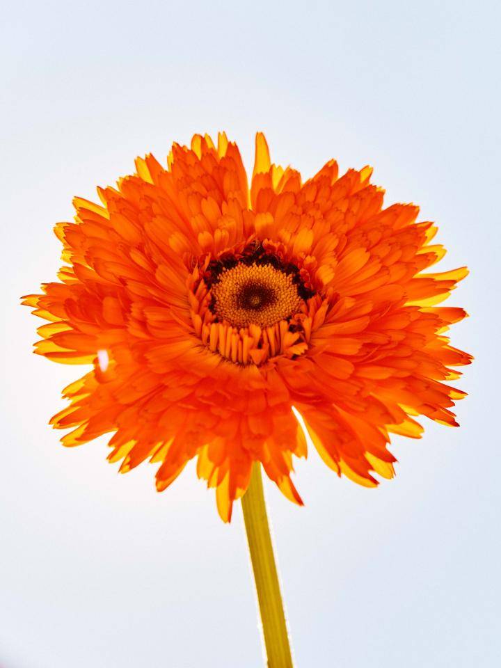 zomerbloemen en hitte
