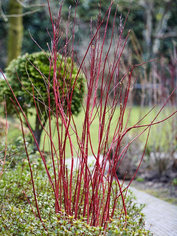 t01_2019_tuinslapers_7_cornuspreview