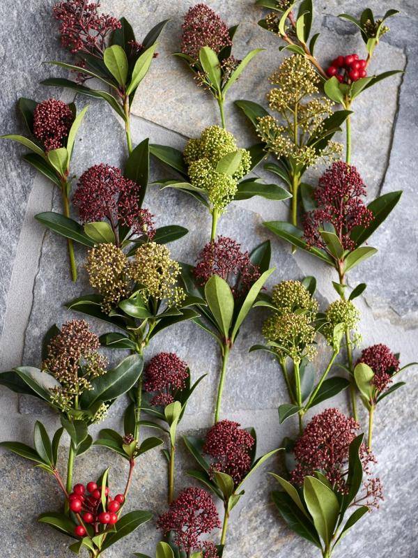 t11.skimmia_2018.7-lr