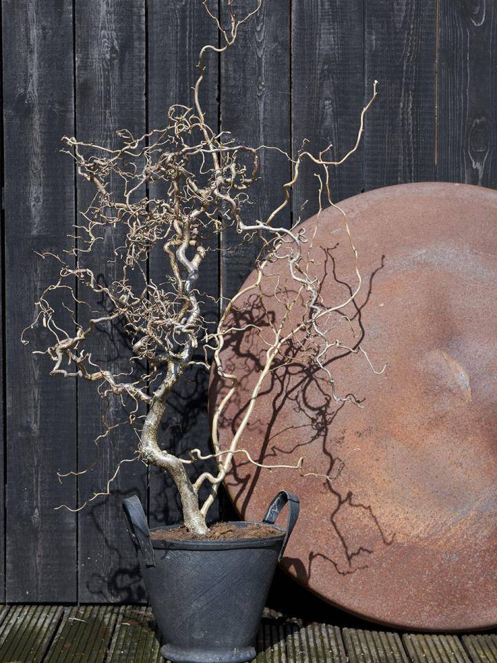 t2_voorjaarsverrassing_corylus_6preview