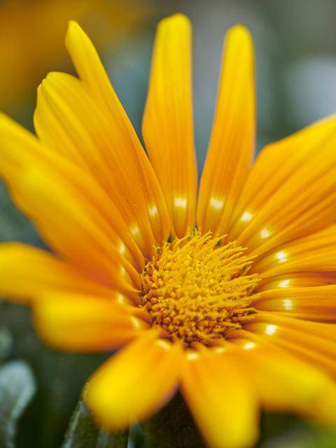 t4_kleurenfestival_gazania_preview