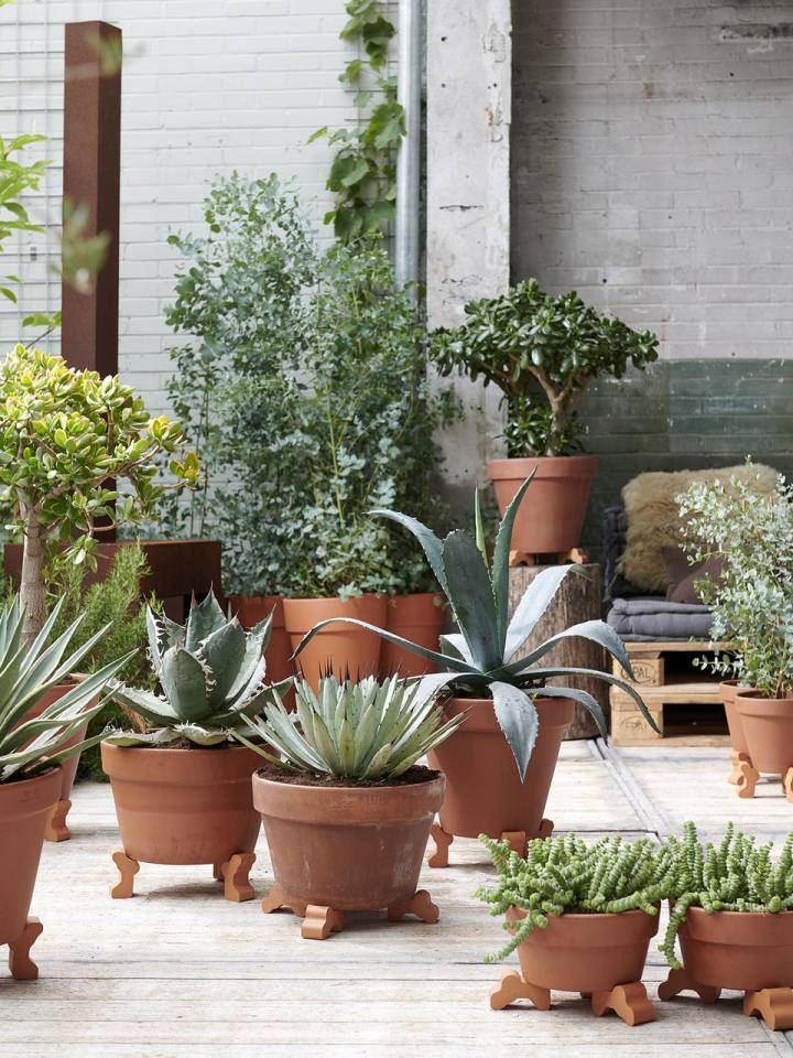 Deze tuinplanten overleven de hitte