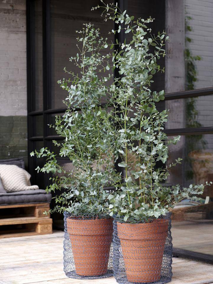 Eucalyptus