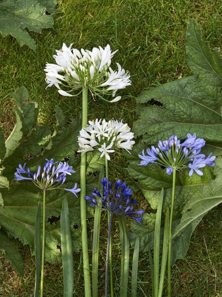 terrasplant-van-2018-agapanthus-mooiwatplantendoen.nl_