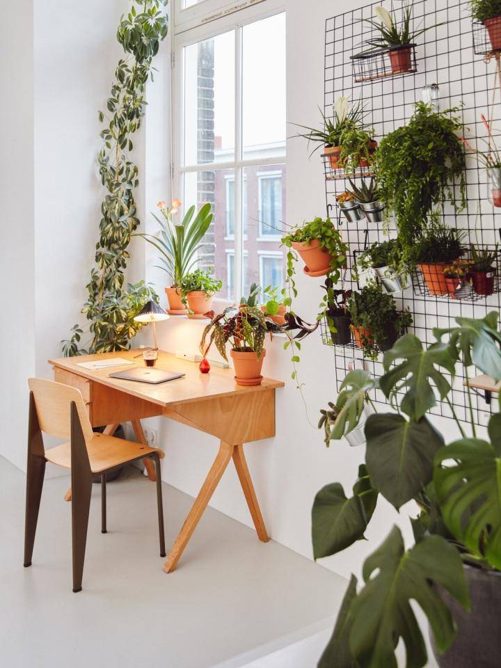 Groene planten voor je thuiswerkplek